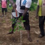 Agoè-Nyivé 1: des goyaviers du NET aux abords du lycée 